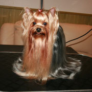  MINI SHOP CUBA LIBRE &mdash; Labaza DogPedigree YorkshireTerrier